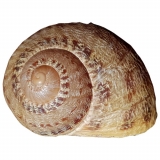 Cache-Behälter "Schnecke"